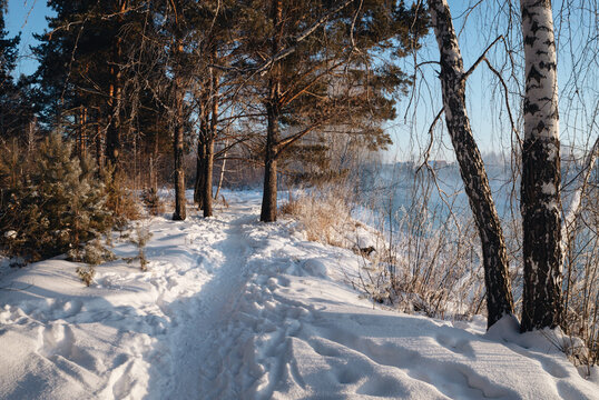 A narrow footpath cuts a clean line through fresh snow in mixed trees forest. A trail winding along the edge of a frozen river. Low sunslight with the blue sky on the right