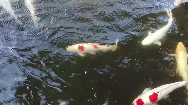 Beautiful, vibrant Koi fish (Cyprinus carpio) swimming in a calm pond. Peaceful and colorful aquatic life background.