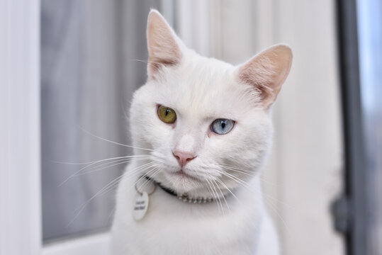 White Cat with Two Different Eye Colors, Blue and Green (Heterochromia Iridum)
