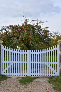 Apple Tree behind a Gate in Honfleur, Normandy, France