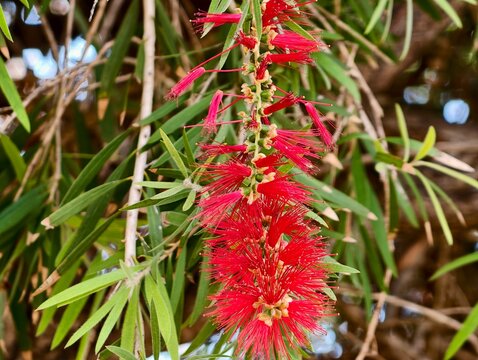 Close imagery of red botanical bloom with foliage, Detailed shot of red flower with green leaves and pollen