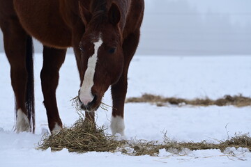 Braunes Pferd mit sch&ouml;ner Blesse steht im Schnee und frisst Heu