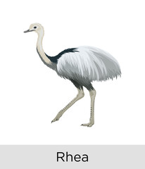 Fototapeta premium Rhea Bird - Tropical Wildlife Vector EPS 
