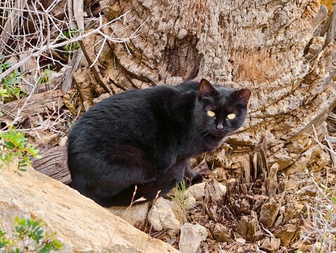 Dark feline with shining amber eyes crouches, Silent black cat among dry leaves and rugged bark