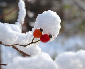 Snow-covered rosehip berries and branch after snowfall on a blurred background. Red berries on a snow-covered branch. Winter in the garden
