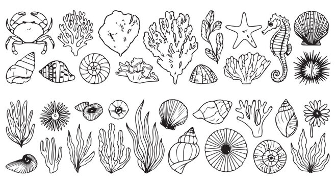Black and white illustration set of various ocean creatures and seaweed on a Transparent Background, including shells, coral, and marine life.