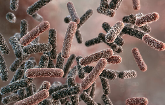 Nitrogen-fixing bacteria (Rhizobium): symbiotic diazotrophs transforming atmospheric dinitrogen into ammonia within soil matrix. The nitrogen cycle, soil fertility, agriculture, biotechnology