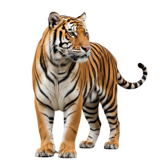 Obraz premium Majestic tiger walking gracefully in its natural habitat with striking orange and black stripes. isolated on transparent background