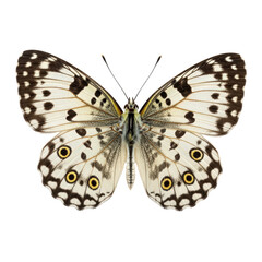 Fototapeta premium A close-up view of a speckled butterfly with intricate wing patterns perched gracefully. isolated on transparent background