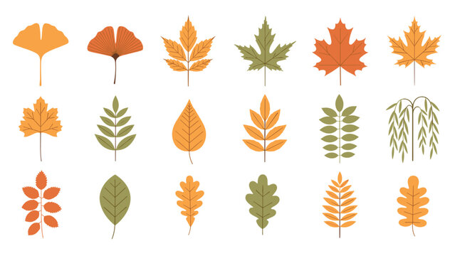Comprehensive collection of various colorful autumn leaves in shades of orange, green, and yellow displayed on a white background.