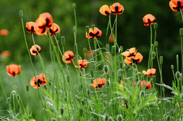 Natural landscape with red field poppies on green background