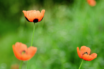Three red wild poppy flowers on green grass blurred background