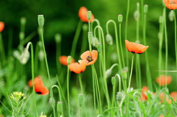 Field red poppies blooming on meadow with green fresh grass, nature background