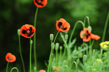 Several beautiful red wild poppy flowers on natural green background