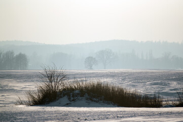 Krajobraz zimowy krzewy krzaki na polanie, las na horyzoncie w pięknym zimowym oświetleniu. © Monika