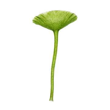 Green Acetabularia seaweed with a slender stalk and umbrella-shaped cap, revealing unique single-cell algae structure and clean geometry for marine biology concepts.