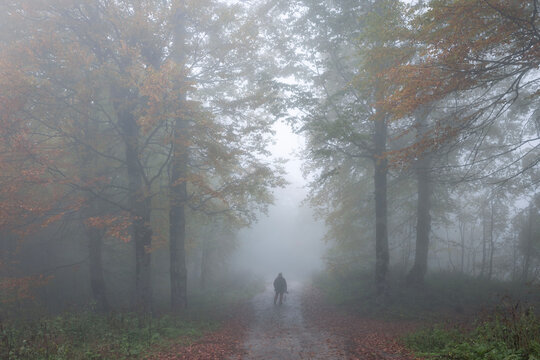 A foggy autumn and a forest. Kartepe.