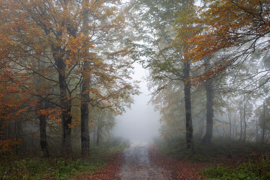 A foggy autumn and a forest. Kartepe.