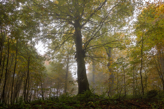 A foggy autumn and a forest. Kartepe.