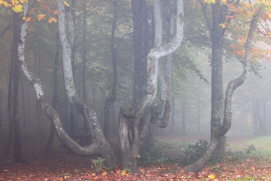A foggy autumn and a forest. Kartepe.