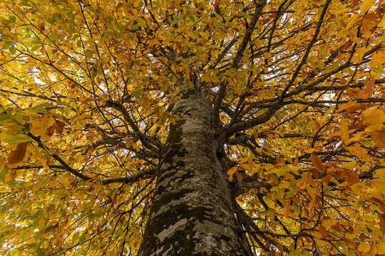Autumn landscape with fall forest, park with yellow golden oak trees
