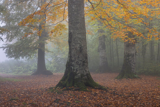 A foggy autumn and a forest. Kartepe.