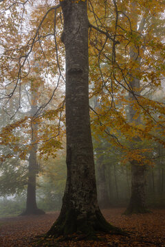 A foggy autumn and a forest. Kartepe.