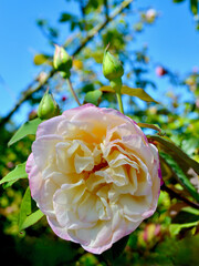 pink rose in the garden