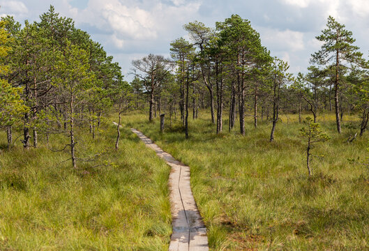 Wooden boardwalk through Kakerdaja bog in Estonia, surrounded by lush peatland and wetland vegetation under a clear blue summer sky.