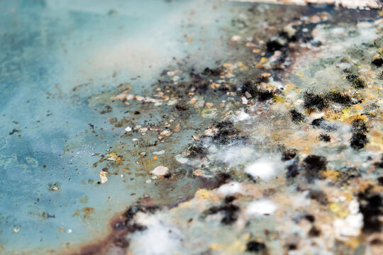 A picture of mold growing on leftover food scraps in the refrigerator.