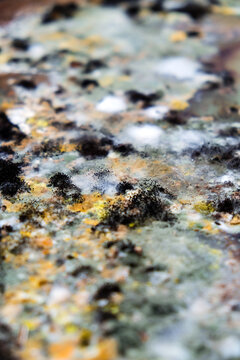 A picture of mold growing on leftover food scraps in the refrigerator.