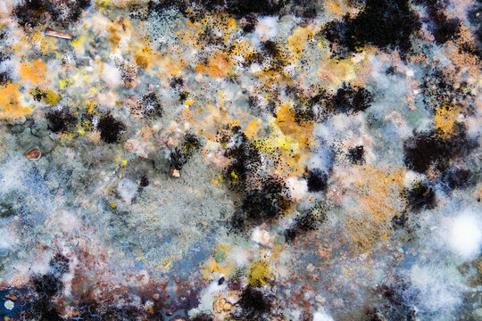 A picture of mold growing on leftover food scraps in the refrigerator.
