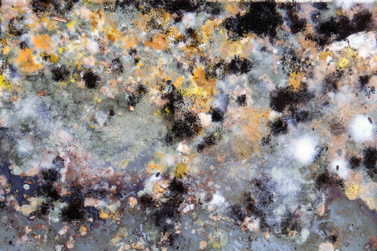 A picture of mold growing on leftover food scraps in the refrigerator.