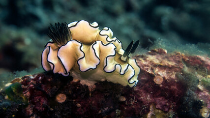 Colorful dorid nudibranch with a black-lined mantle crawling on an underwater reef