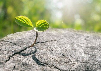 Small green sprout growing from cracked dry ground with soft background