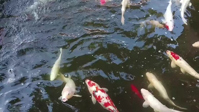 Beautiful, vibrant Koi fish (Cyprinus carpio) swimming in a calm pond. Peaceful and colorful aquatic life background.