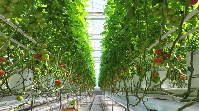 A professional and clean-cut shot of a large-scale indoor smart farm specializing in tomatoes. The footage showcases a highly organized, sterile, and technologically advanced cultivation space with ro