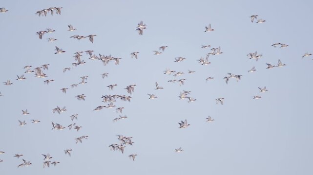 Migrating flock of European Wigeons flying together through grey sky