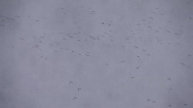 Migrating flock of Eurasian Wigeon flying in grey sky during snow storm