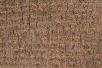 Natural texture of palm tree bark close-up. Rough wooden fiber pattern in brown and beige tones. © moryachka