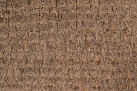 Natural texture of palm tree bark close-up. Rough wooden fiber pattern in brown and beige tones.