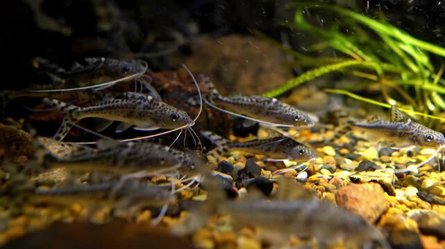 School of Corydoras Catfish