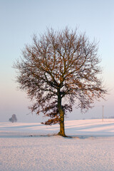 Duże samotne drzewo na polanie różowe niebo zachodzące słońce. © Monika