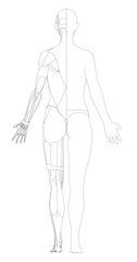 Detailed black and white female anatomy illustration highlights muscle contours and physiology. This free printable coloring page offers an educational look at the human body. Back view