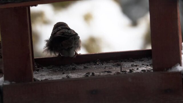Flock of House Sparrows (Passer domesticus) eating sunflower seeds at wooden bird feeder in winter