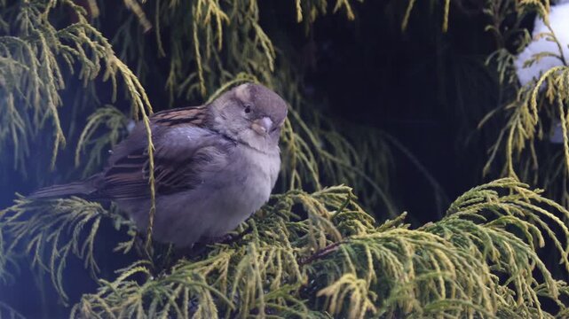 Female House Sparrow (Passer domesticus) feeding in green Thuja bush during winter, close up bird portrait