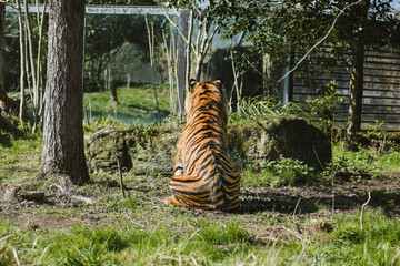 Sumatran tiger sitting with its back at the public at the zoo © Andreea_Prodan