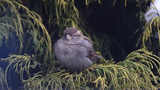 Female House Sparrow (Passer domesticus) feeding in green Thuja bush during winter, close up bird portrait