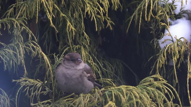 Female House Sparrow (Passer domesticus) feeding in green Thuja bush during winter, close up bird portrait
