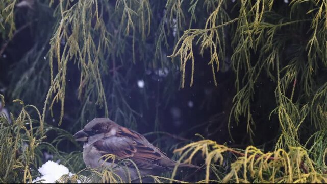 Female House Sparrow (Passer domesticus) feeding in green Thuja bush during winter, close up bird portrait